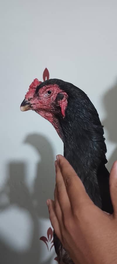 Ring bird Shamu 1 male 4female ' 1 dragon female