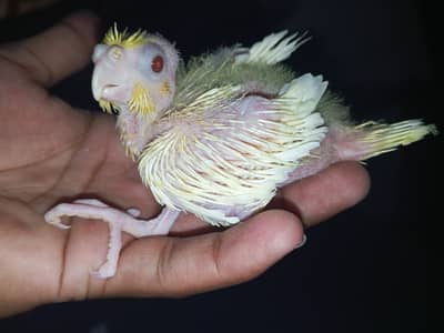 common white cocktail chicks 1500 each
