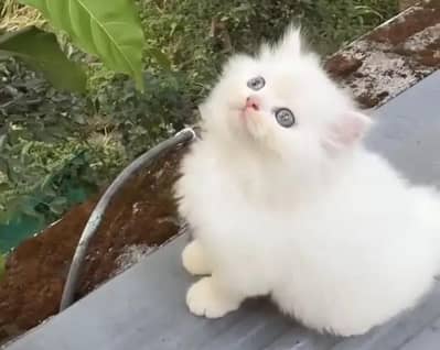 Persian cat for sale my WhatsApp number  03703659905