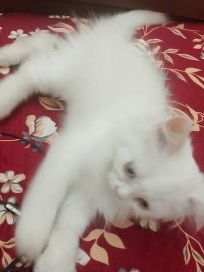 cat for sale.