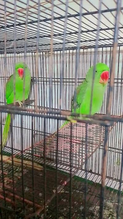 helthy and active raw parrot for sale