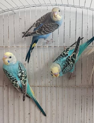 healthy parrots