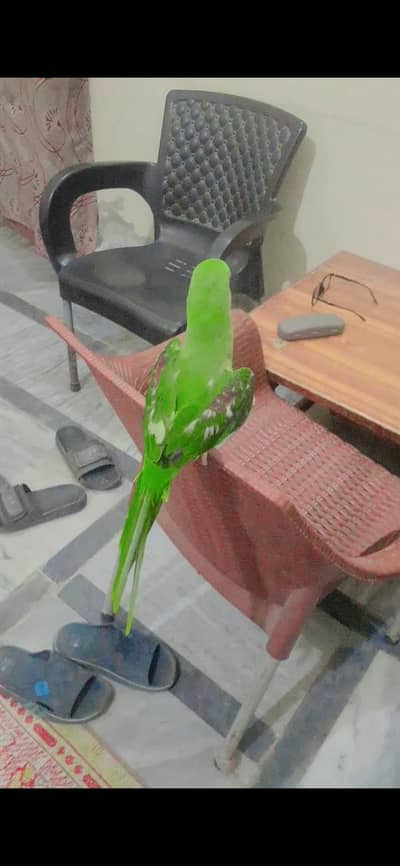 RAW PARROT . 03081250912