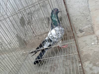 dub wala male or royal teddy female