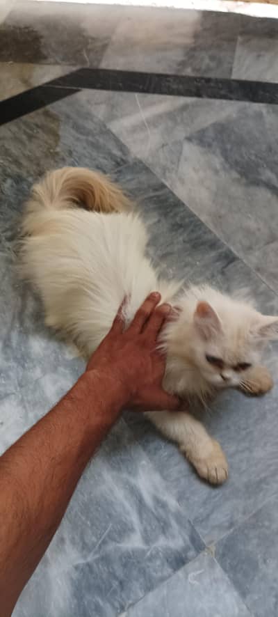 Persian cats female