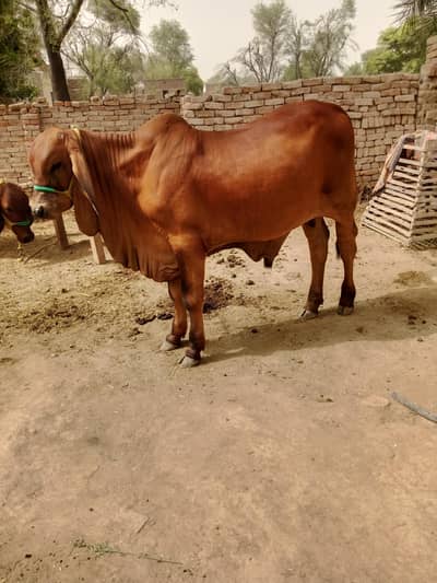 COW FOR SALE Brahman