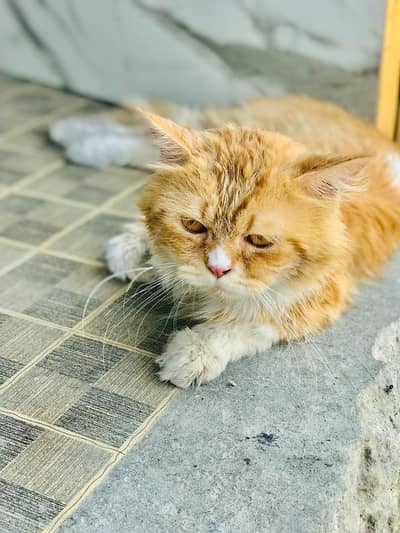 Cat for sale