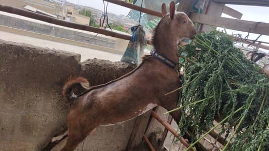Taddy bakra 03121077207