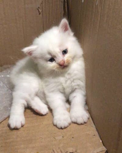 baby cat white coloure