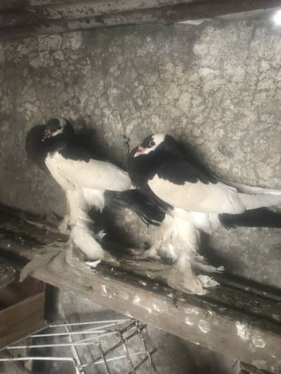 Black magpies