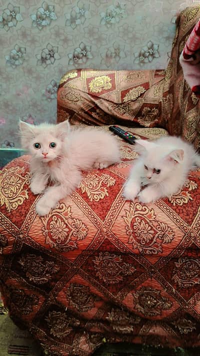 kittan sale urjant