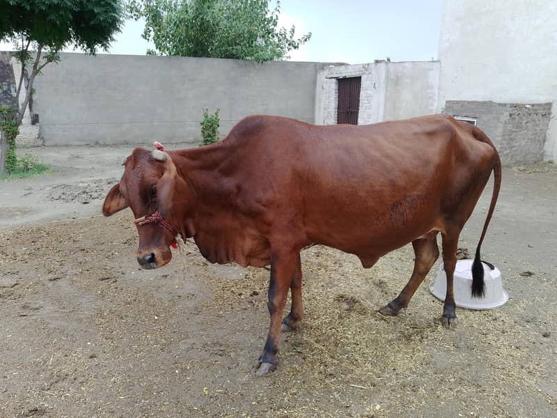 ساہیوال کراس گائے برائے فروخت 0