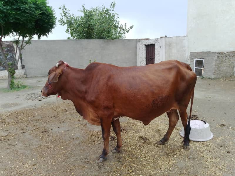 ساہیوال کراس گائے برائے فروخت 1