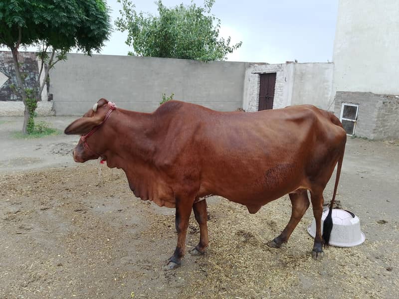 ساہیوال کراس گائے برائے فروخت 2