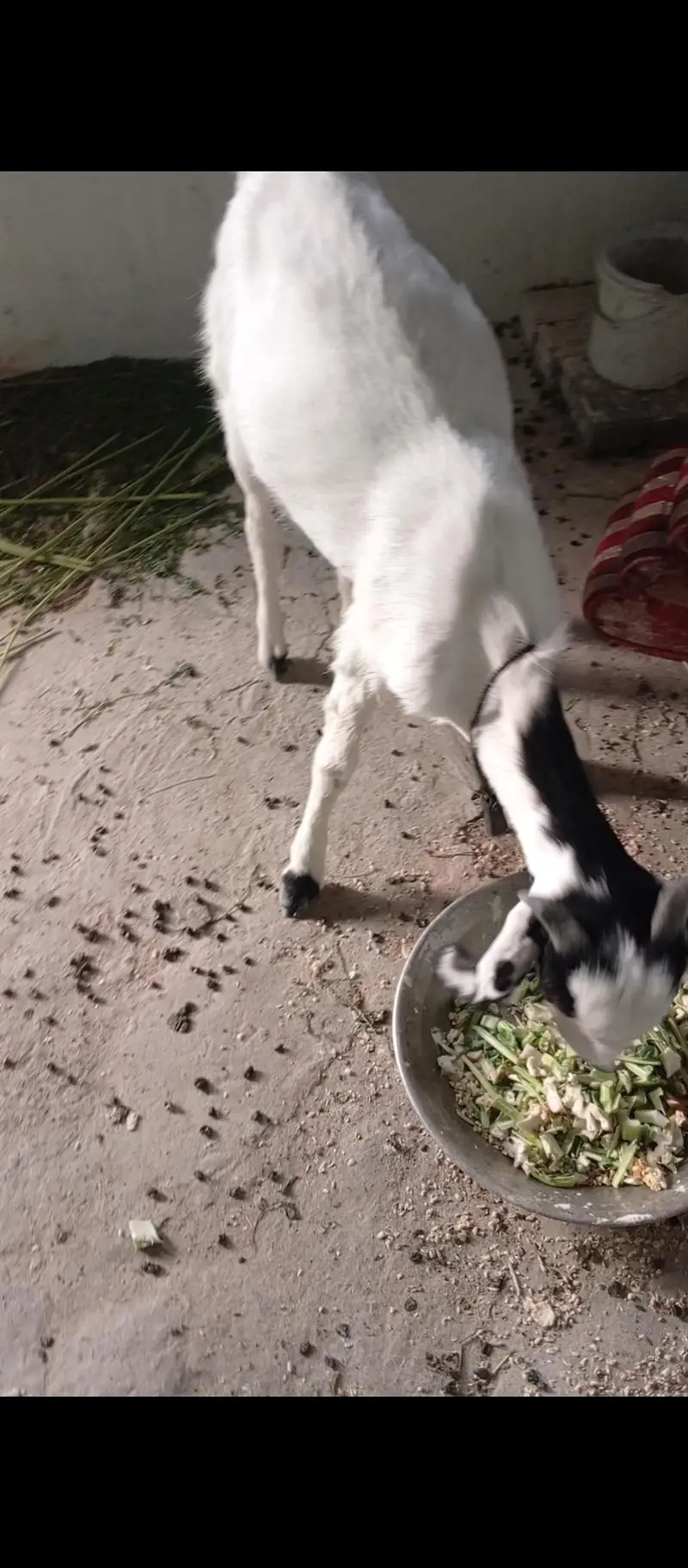 goat for seal — photo 3