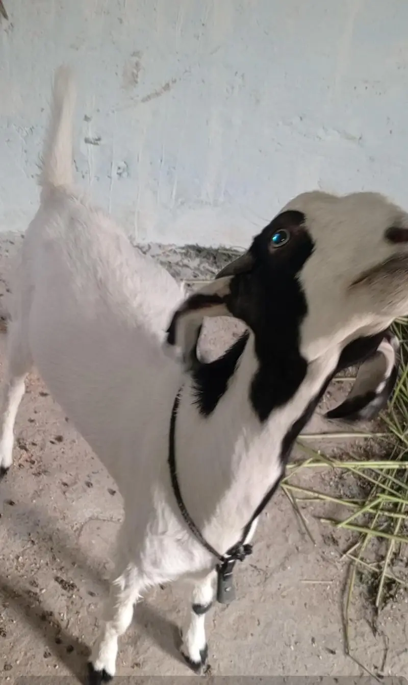 goat for seal — photo 4