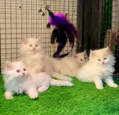 Persian kitten cats O3⁴⁸ ωatsp O2୨O 146