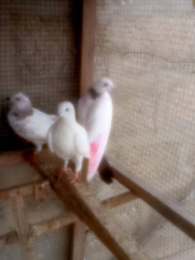 Highflyer & Pati waly pigeon