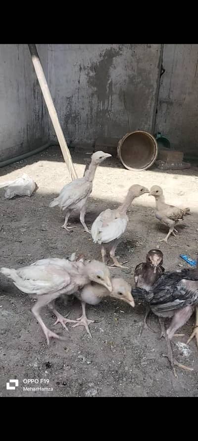 pure home breed aseel