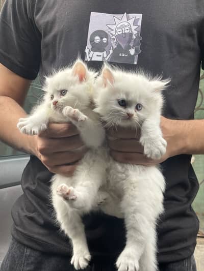 BLUE EYED PERSIAN CAT (PAIR)