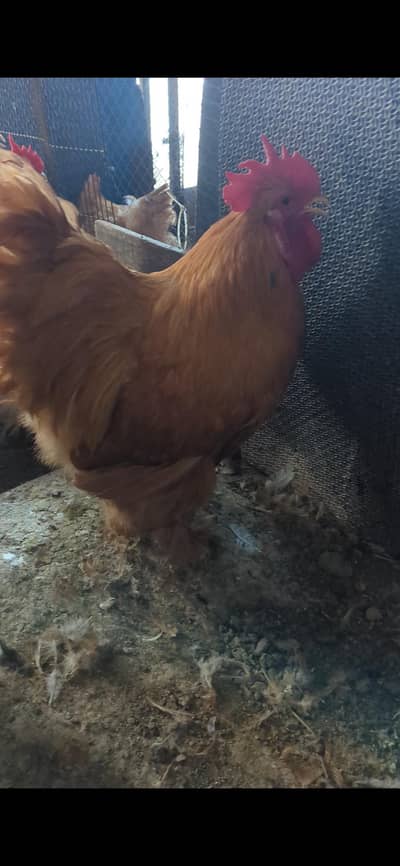 golden buff white buff eggs