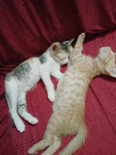 Kitten Available