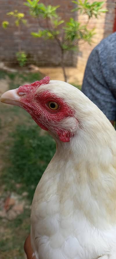 Aseel white heeri or Aseel murga Pure breeder
