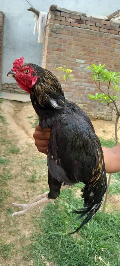 Aseel white heeri or Aseel murga Pure breeder