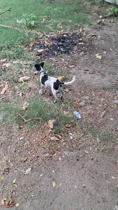 Dog for home safety  and animals protection  cell number  0333-3599920