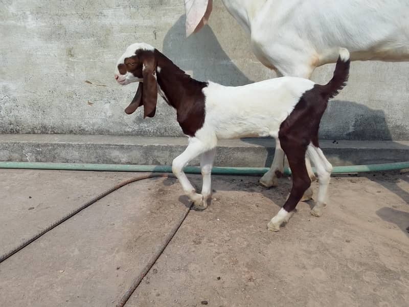 Bakri with path 1