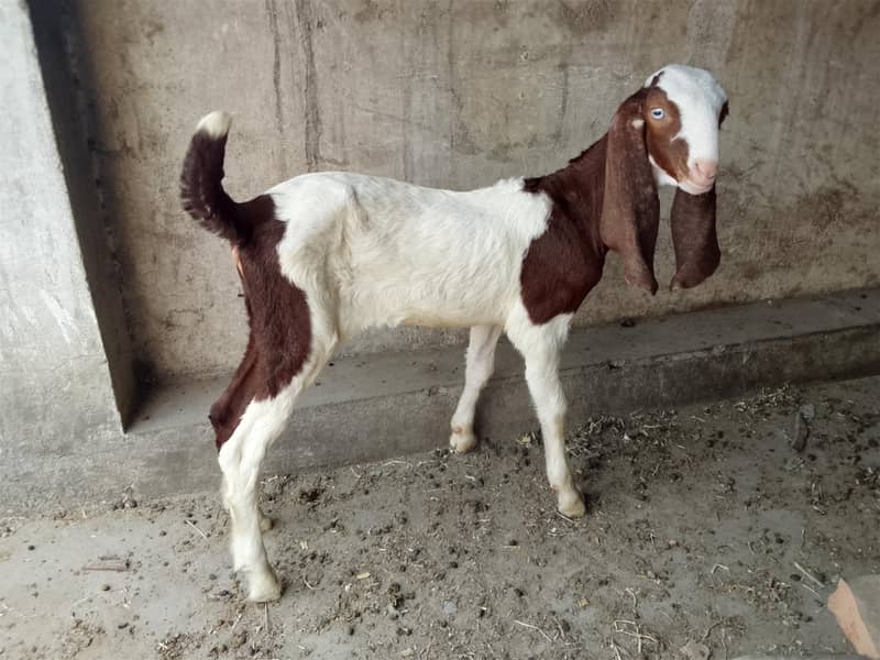 Bakri with path 2