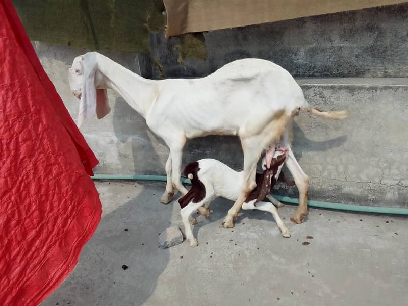 Bakri with path 3