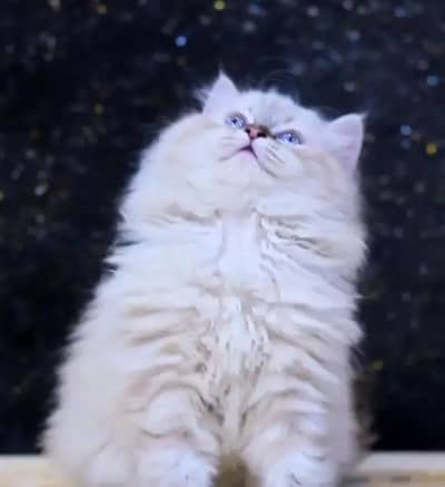 Persian cat for sale my WhatsApp number  03703659905