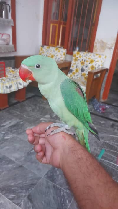 Raw Male hand tamed Activity health Parrot for sale
