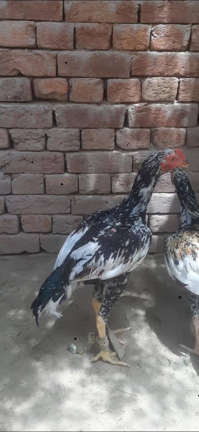 All types buff, miawali aseel pathy, desi murga, aseel murgian