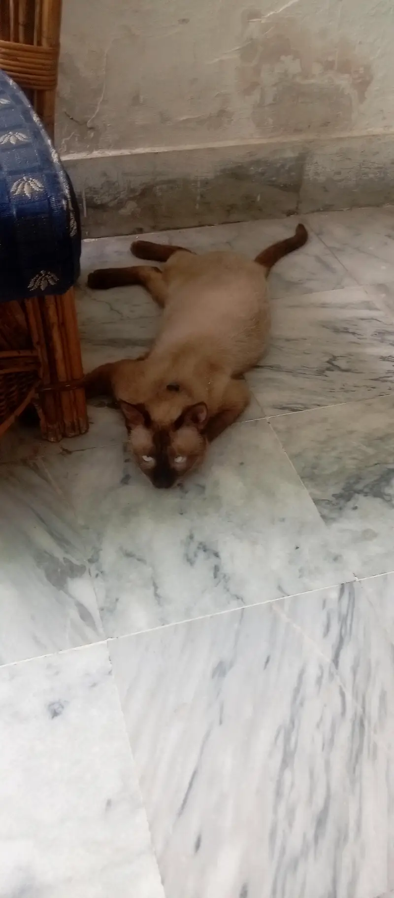 Siamese cat healthy and active — photo 2