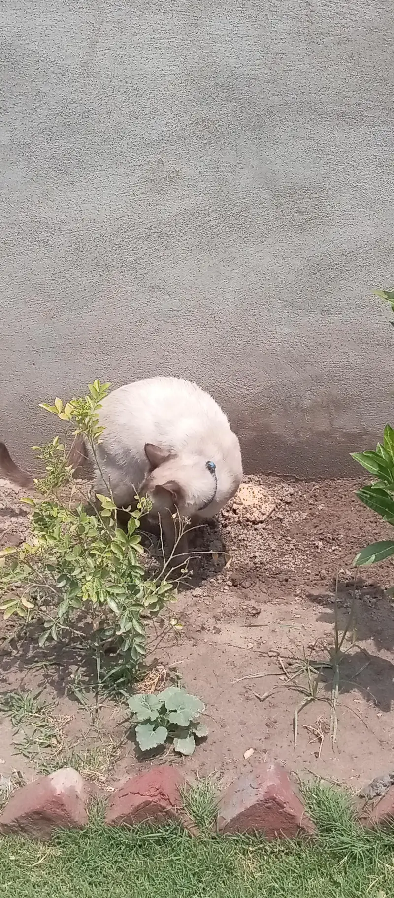 Siamese cat healthy and active — photo 3