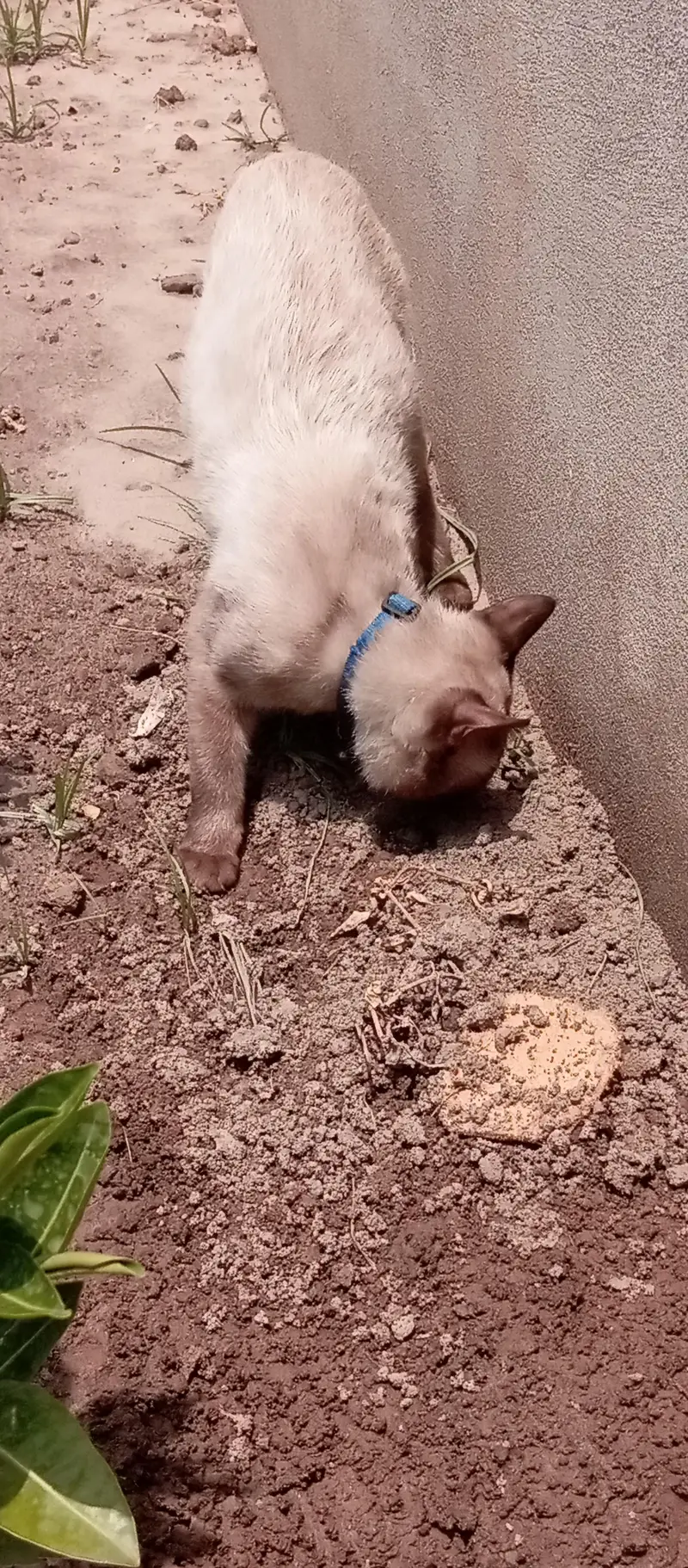 Siamese cat healthy and active — photo 5