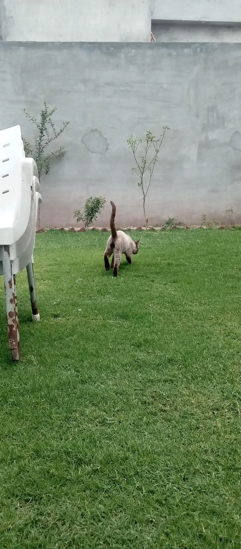 Siamese cat healthy and active — photo 7