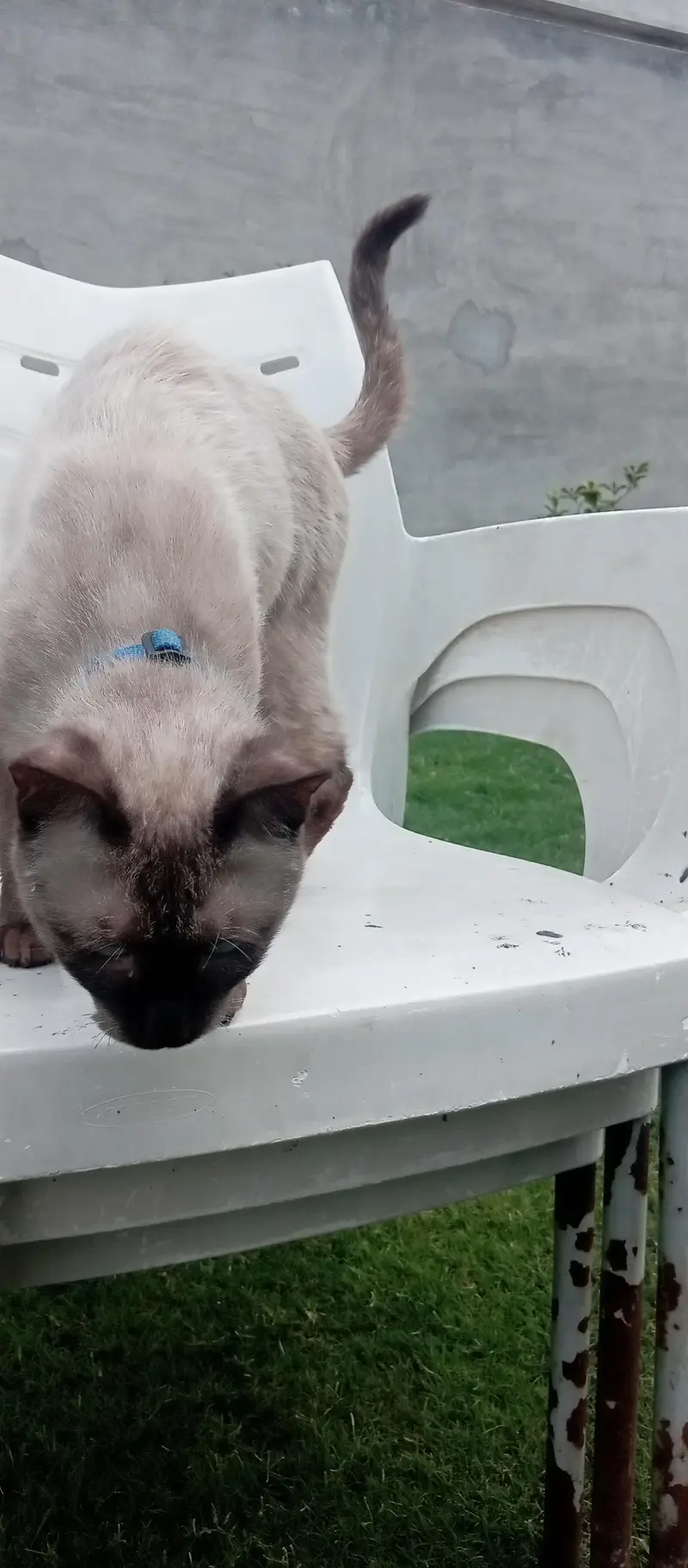 Siamese cat healthy and active — photo 8