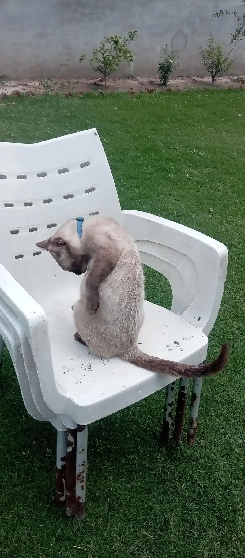 Siamese cat healthy and active — photo 10