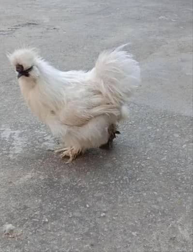 white silki breeder male blue ear five finger