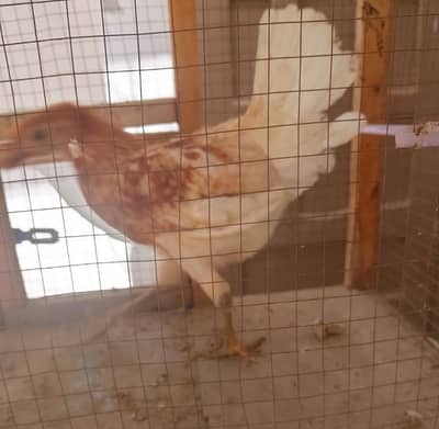 Hen for sale