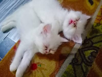 Persian kittens pair00