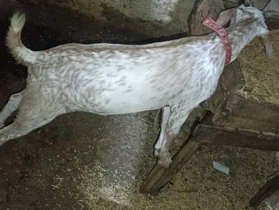 Maa Sha allah AK bari bakri h or AK CHOTI bakri or AK Bakra h