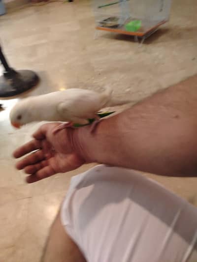 white Ringneck chick and green Ringneck pair