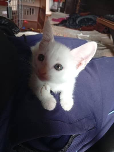 Persian kittens