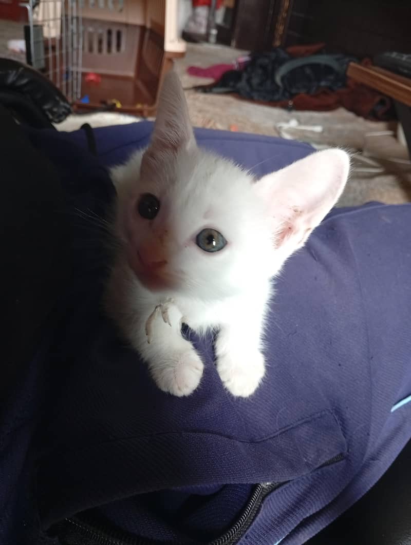 kittens 0