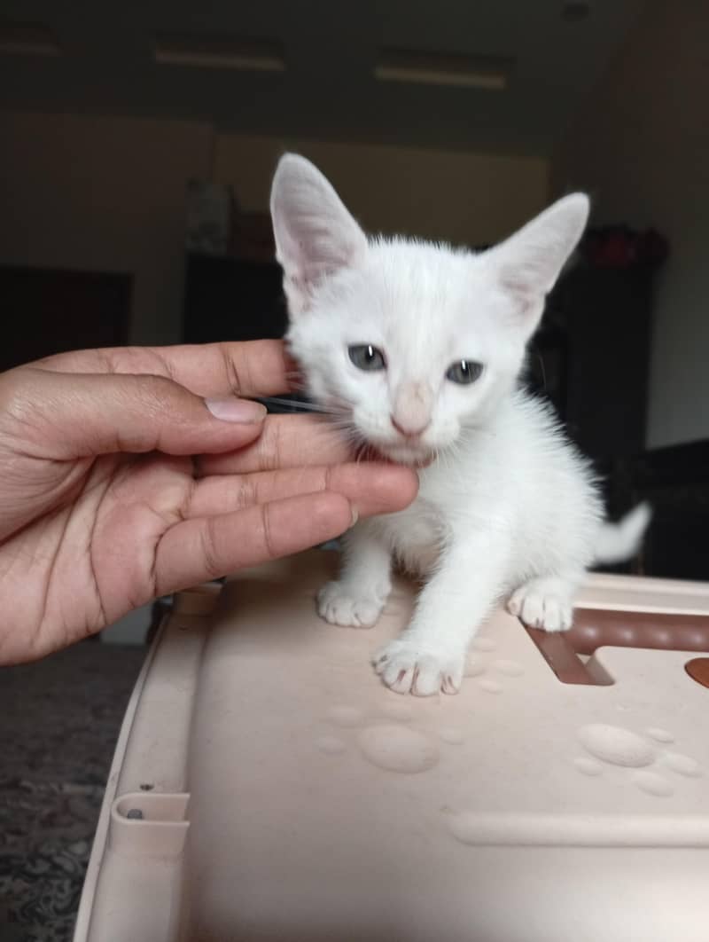 kittens 3
