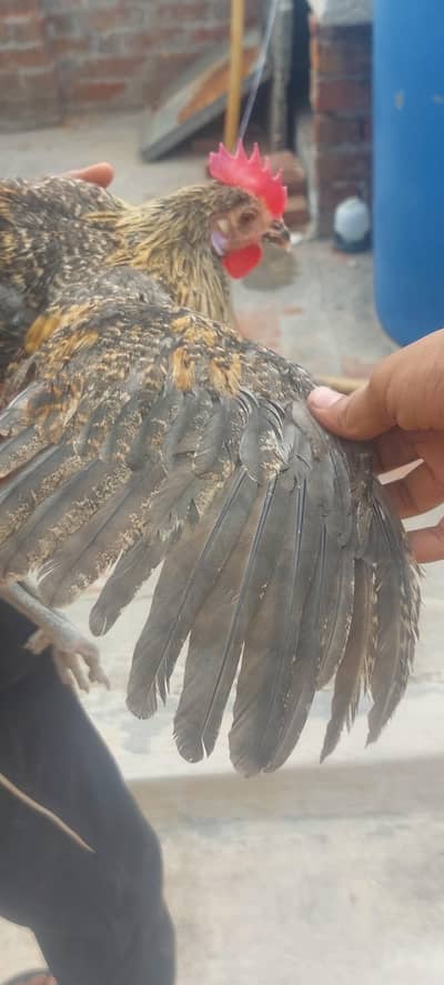 rooster and hen for sale
